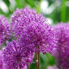 Colourfull Flowers, garlic