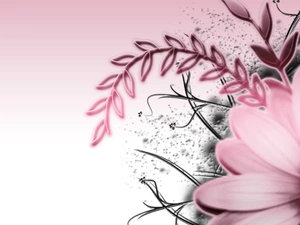 Gerbera, Pink, Colourfull Flowers