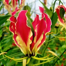 Colourfull Flowers, Gloriosa