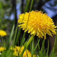 grass, dandelion, Colourfull Flowers