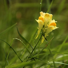grass, Yellow, Colourfull Flowers