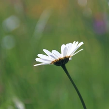 green, Daisy, Colourfull Flowers