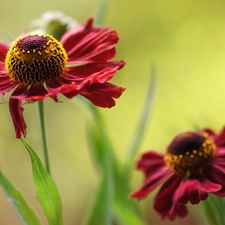 Colourfull Flowers, Helenium