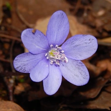 Hepatica, blue, Colourfull Flowers