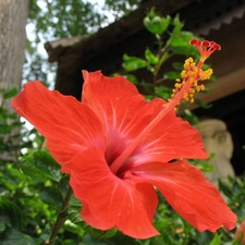 hibiscus, Red, Colourfull Flowers