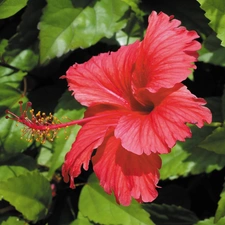 hibiscus, Red, Colourfull Flowers