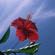 hibiskus, Red, Colourfull Flowers