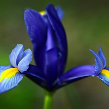 Colourfull Flowers, iris