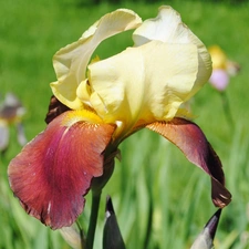 Colourfull Flowers, iris