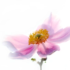 Pink, Japanese anemone, Colourfull Flowers