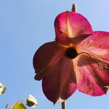 Kobe, nature, Colourfull Flowers