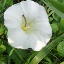 White, Leaf, Wilec, Colourfull Flowers