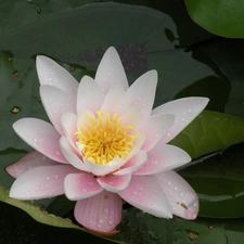 Lily, Leaf, Colourfull Flowers, water