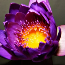 water-lily, Violet, Colourfull Flowers