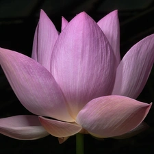 Colourfull Flowers, lotus