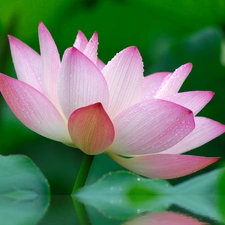 Colourfull Flowers, lotus