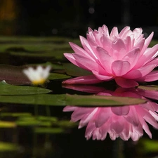 water-lily, Pink, Colourfull Flowers