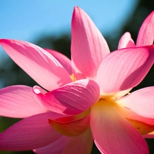 lotus, Pink, Colourfull Flowers