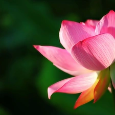 Colourfull Flowers, lotus