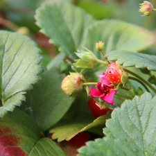 maturing, Pink, Colourfull Flowers, strawberries