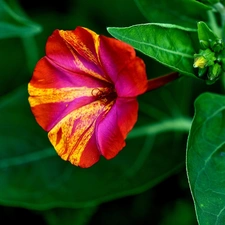 Colourfull Flowers, Mirabilis