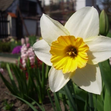 Colourfull Flowers, narcissus