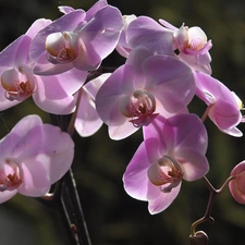 Colourfull Flowers, orchid