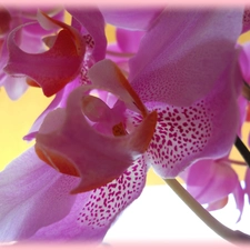 Colourfull Flowers, orchid