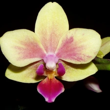 Colourfull Flowers, orchid