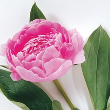 peony, Pink, Colourfull Flowers