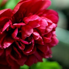 Colourfull Flowers, peony