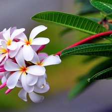 Colourfull Flowers, Plumeria