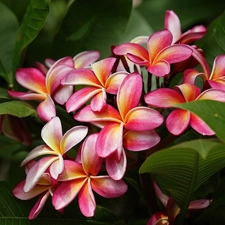 Colourfull Flowers, Plumeria