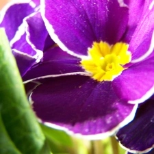 primrose, Violet, Colourfull Flowers