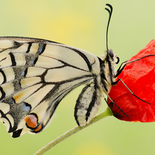 Colourfull Flowers, butterfly, red weed, Close, Red, Oct Queen