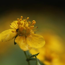 rods, Yellow, Colourfull Flowers