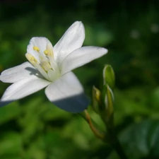 White, Solidarity Leader, Colourfull Flowers