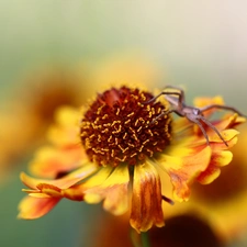 Spider, Helenium, Colourfull Flowers