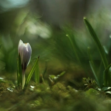 Spring, crocus, Colourfull Flowers