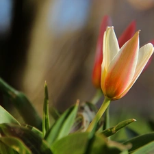 Spring, tulip, Colourfull Flowers