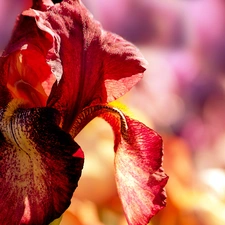 summer, iris, Colourfull Flowers