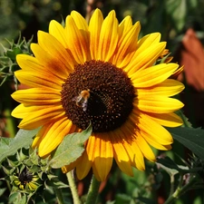 summer, Sunflower, Colourfull Flowers