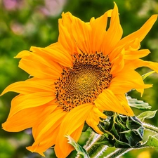 Colourfull Flowers, Sunflower