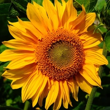 Colourfull Flowers, sunflower