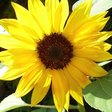 Colourfull Flowers, sunflower