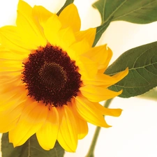 sunflower, Yellow, Colourfull Flowers