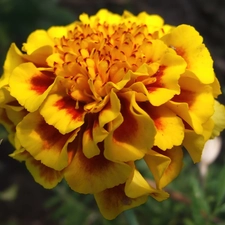 Colourfull Flowers, Tagetes