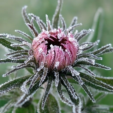 teasel, Frozen, Colourfull Flowers