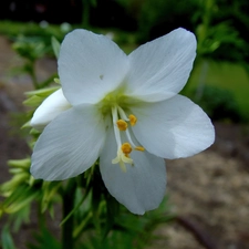 Wielosił, White, Colourfull Flowers