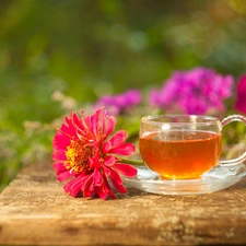 zinnia, blurry background, tea, Colourfull Flowers, cup